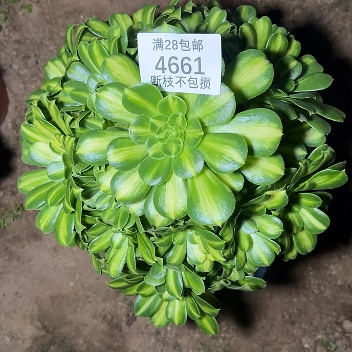 4661翡翠琉璃多肉植物