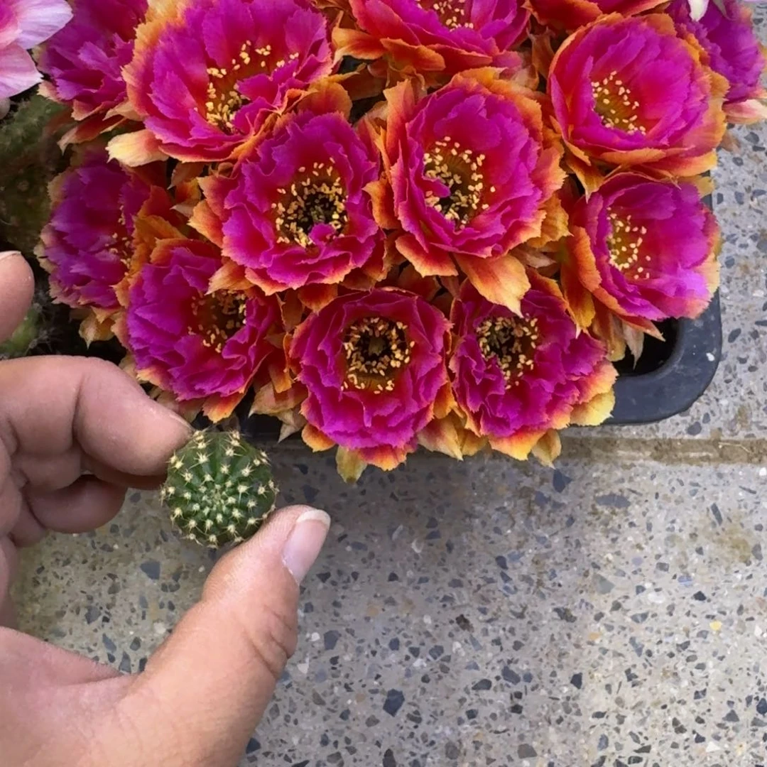 226丽花小乔歪无根侧牙2到3公分左右，20包邮