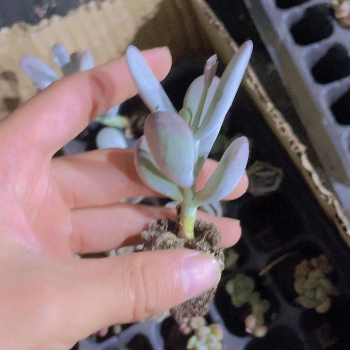 精品乒乓福娘多肉植物