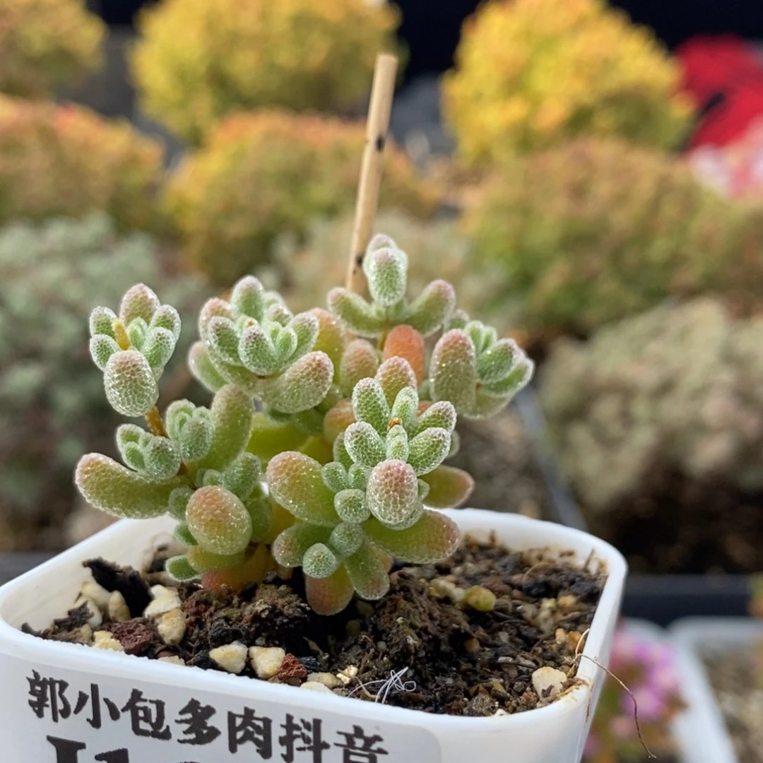 优选冰晶1634枝干番杏