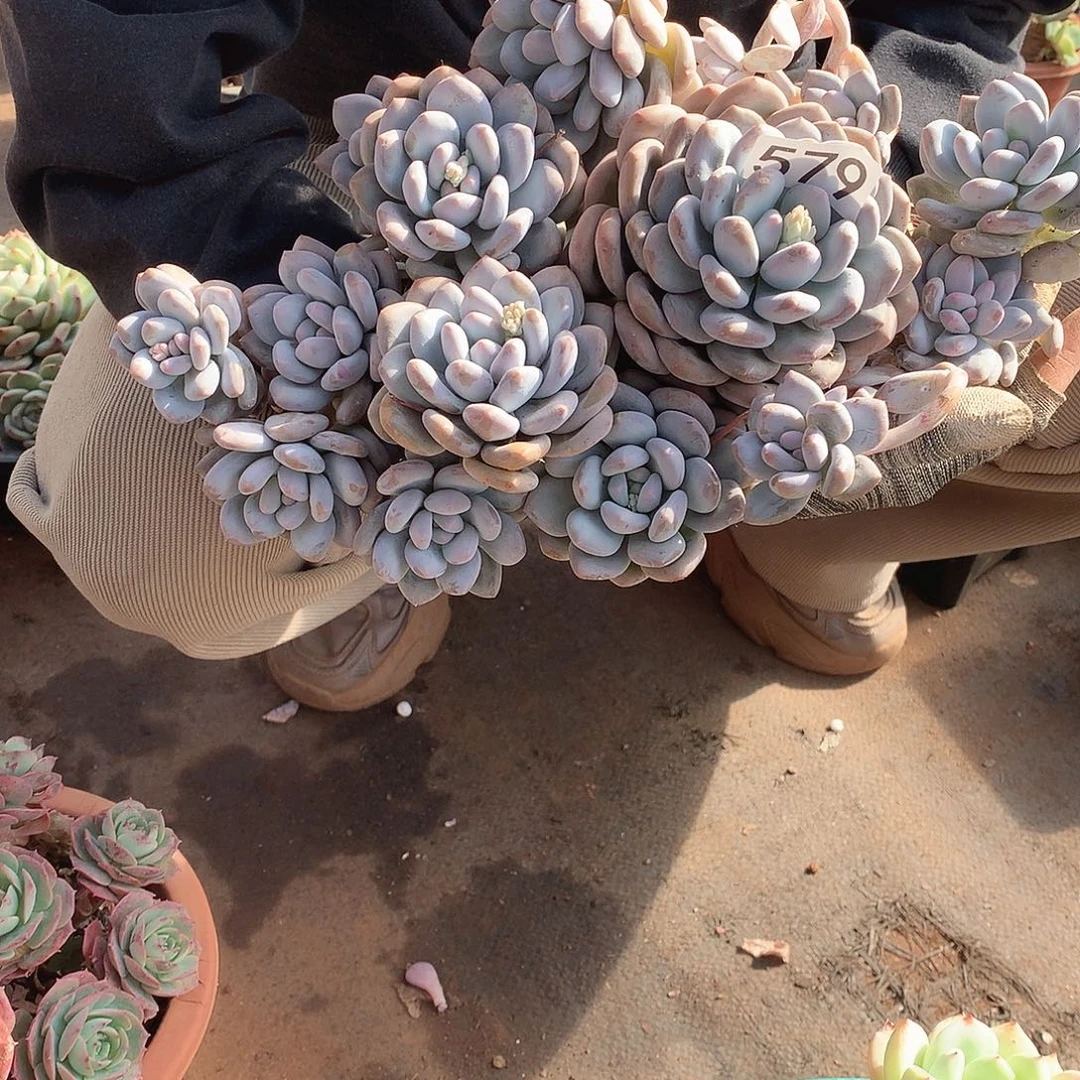 579香水 一物一拍多肉