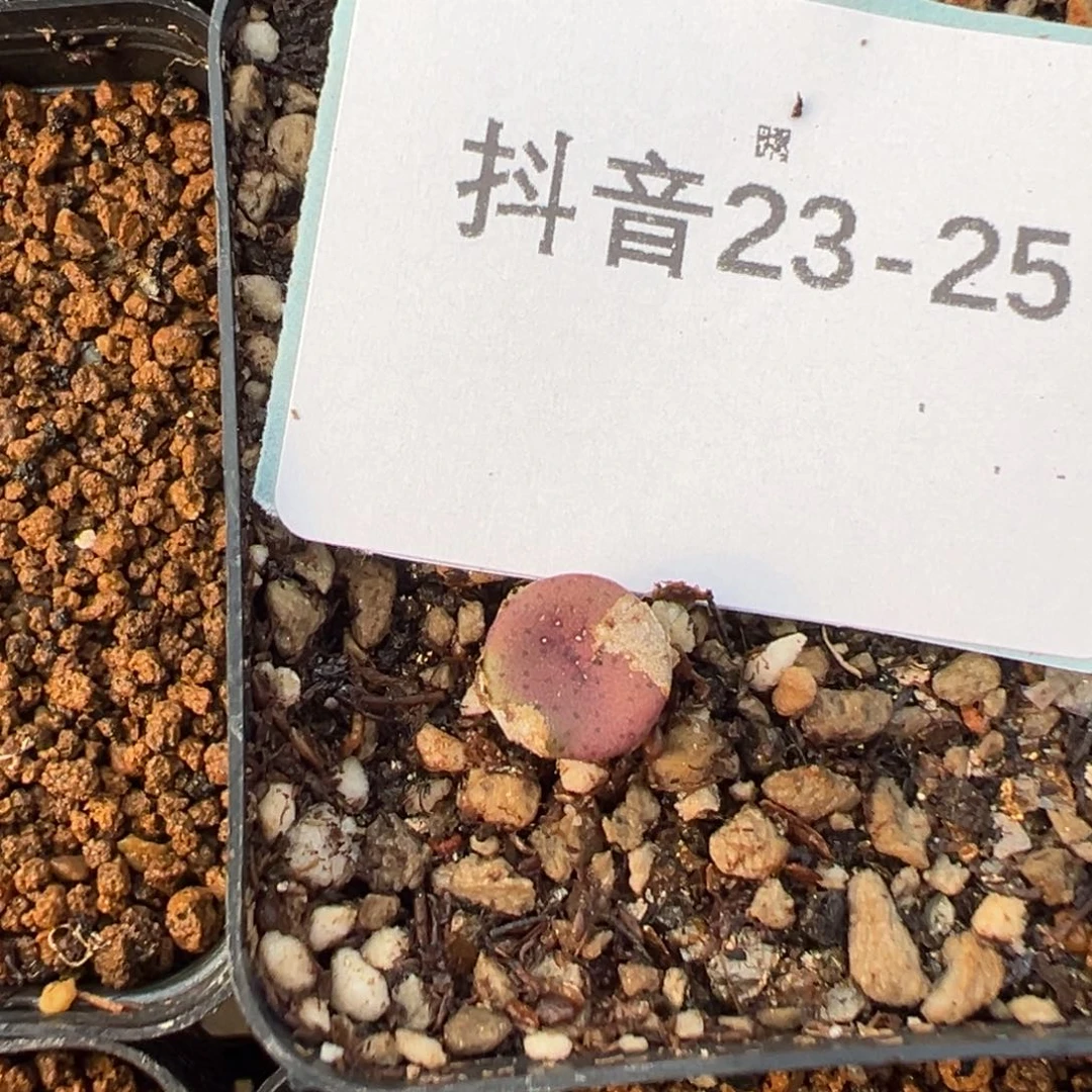 23-25肉锥多肉植物