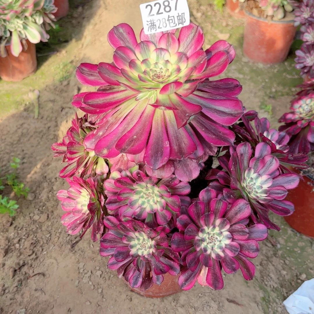 2287舞天姬多肉11112