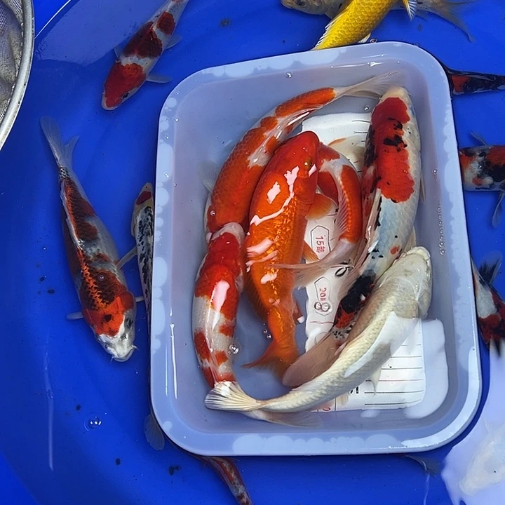 海水鱼锦鲤的尾巴和翅膀