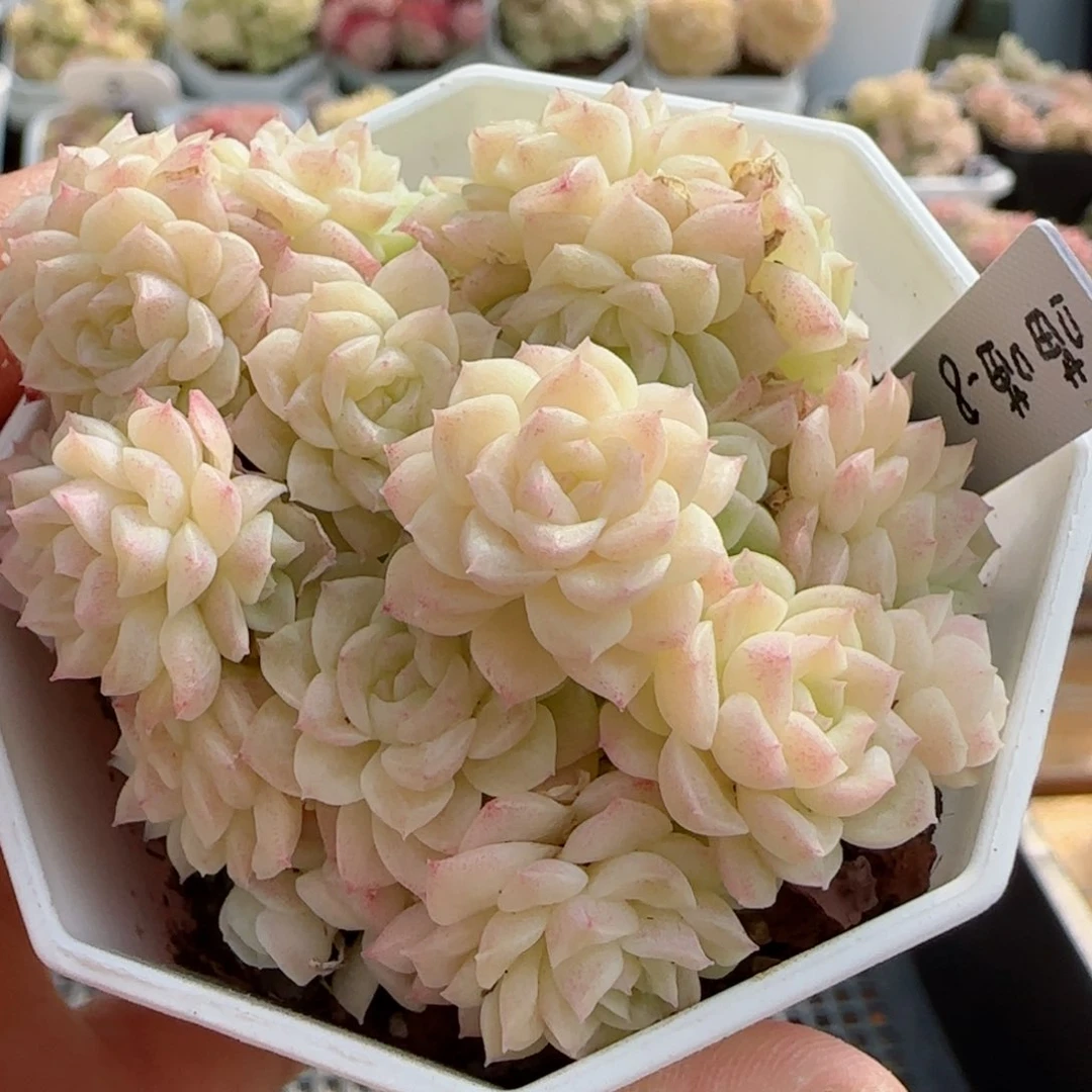 【闪购商品】0225-70（喵喵-8）