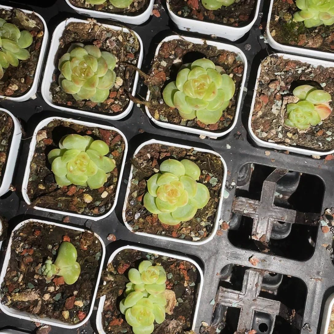 T109 状态盆一个满25包邮