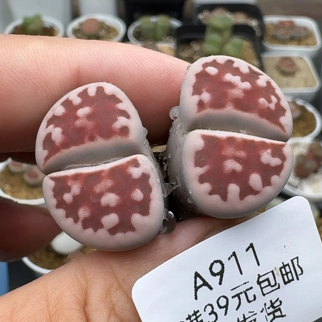 911多肉哈哈哈哈哈哈