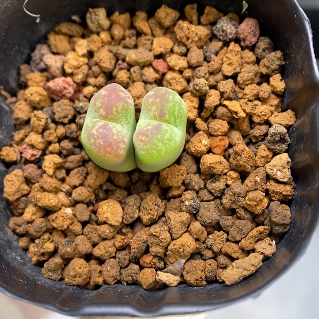 多肉植物肉锥杂交K-867