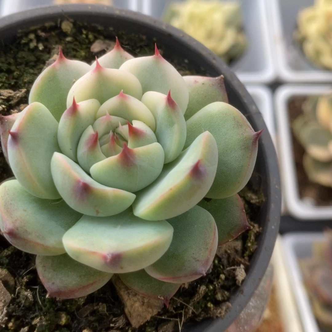 490锦锦锦锦锦锦锦锦
