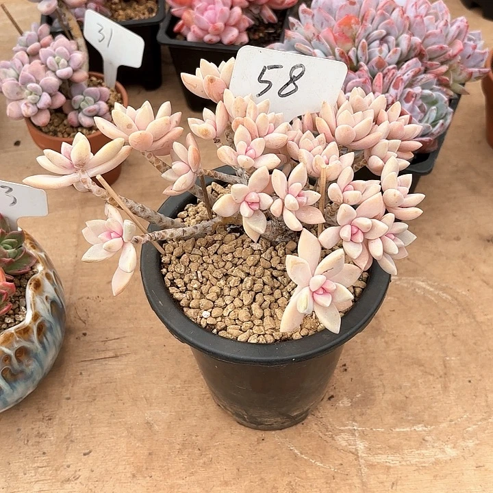 多肉植物，淡雪朵朵缀58号