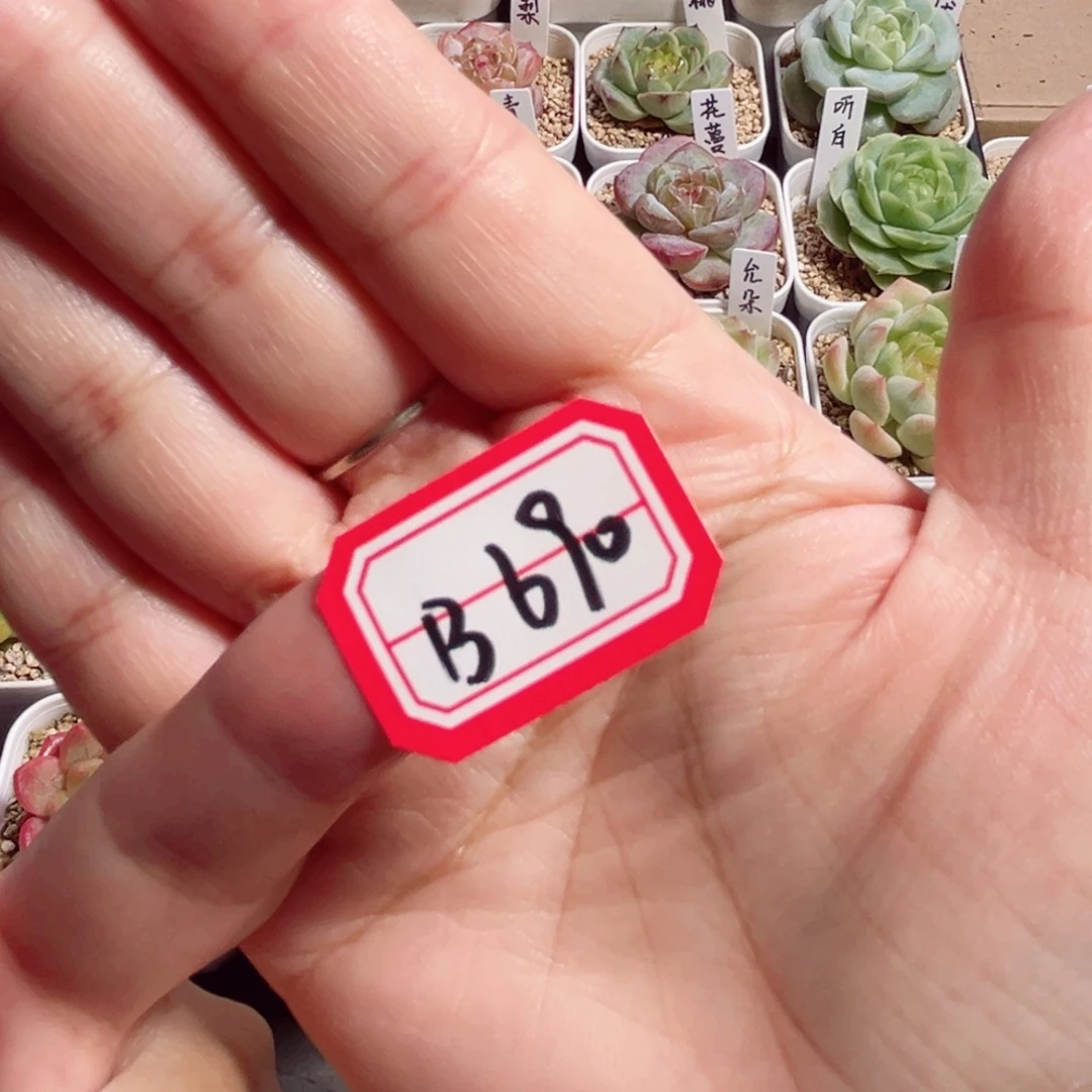 B690 一物一拍 快乐盒子