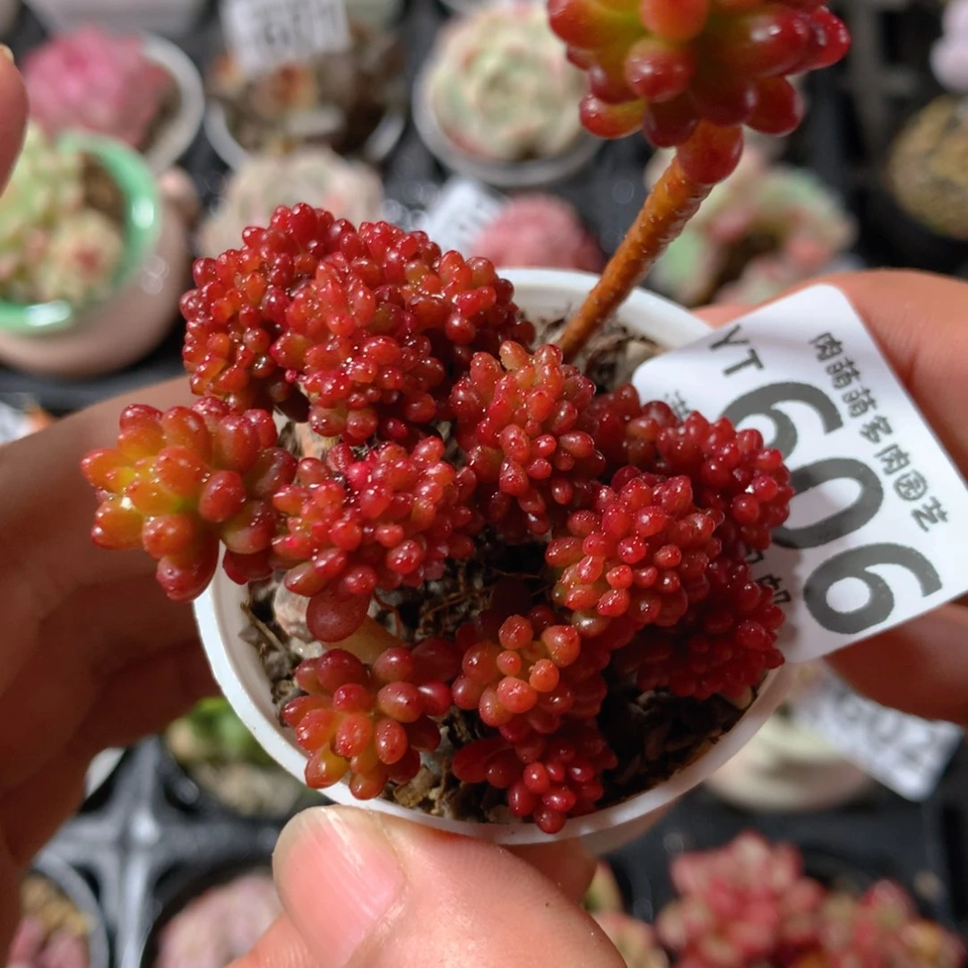 5CM拇指盆精控多肉YT606