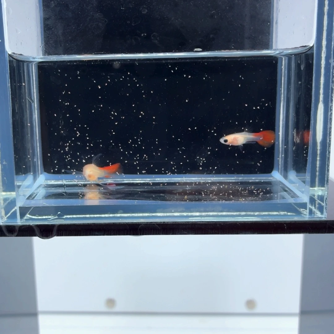 孔雀鱼琉璃c一对（30）