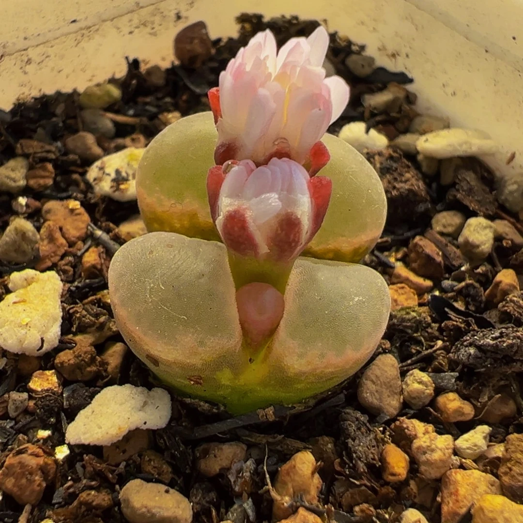 115多肉植物种类多样