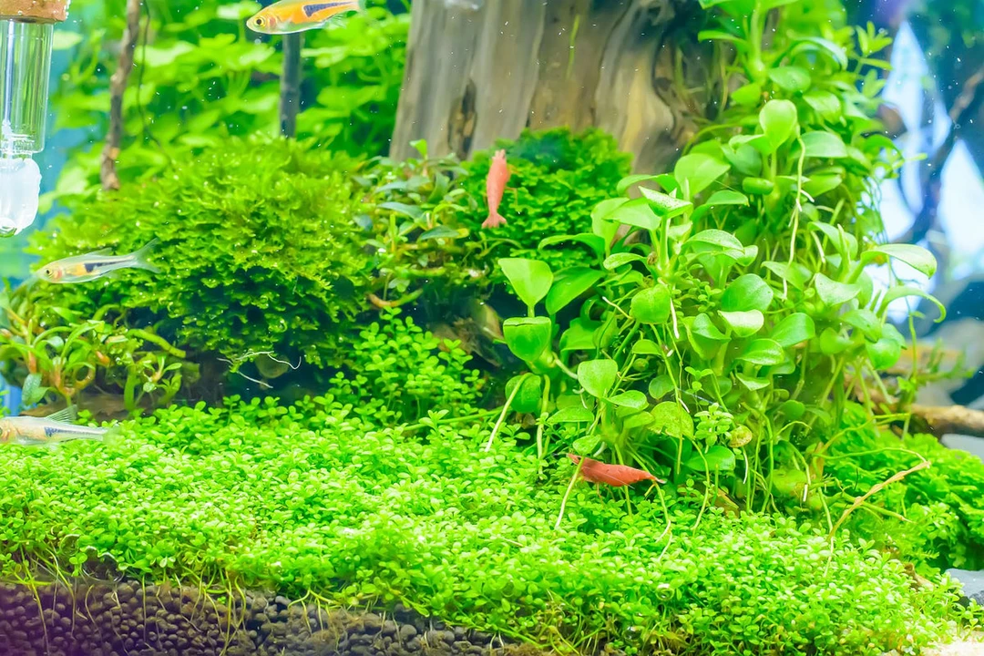 水草一物一拍     请勿私自拍单8