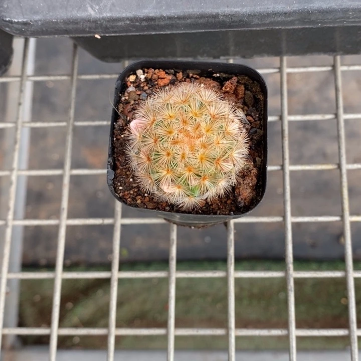 B***宝伯克利和格蕾纳等著名