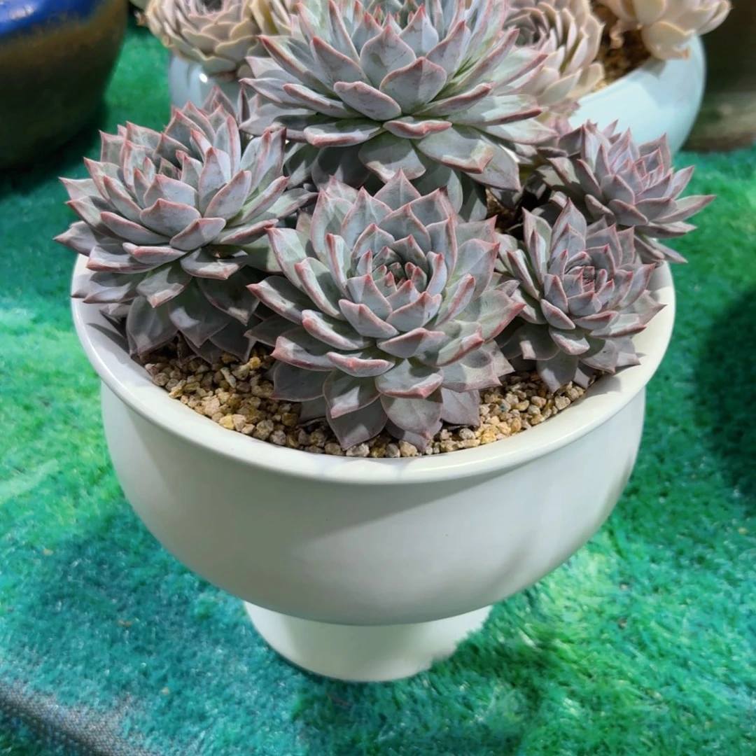 未*多肉植物带盆发货