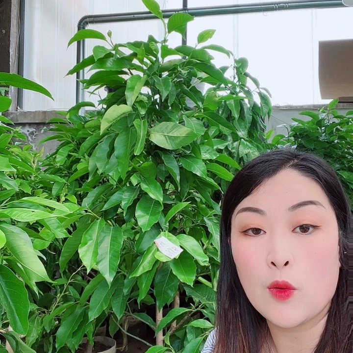 白兰花是真的好看