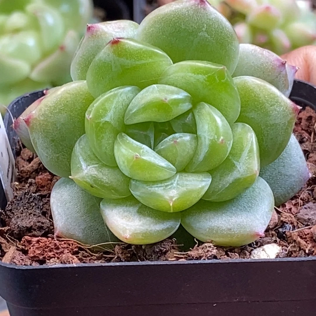 天官赐福百无禁忌