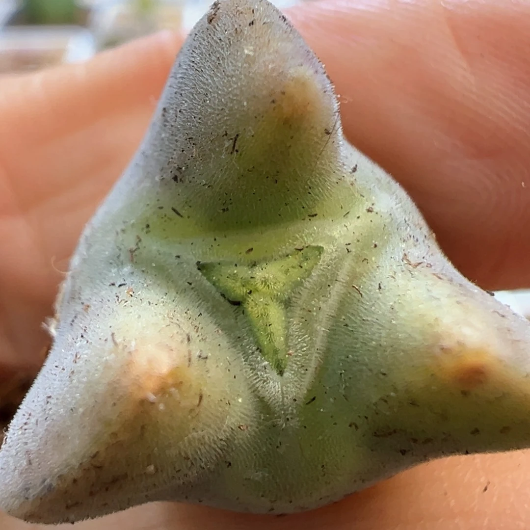 空蝉奔驰 肉锥植物