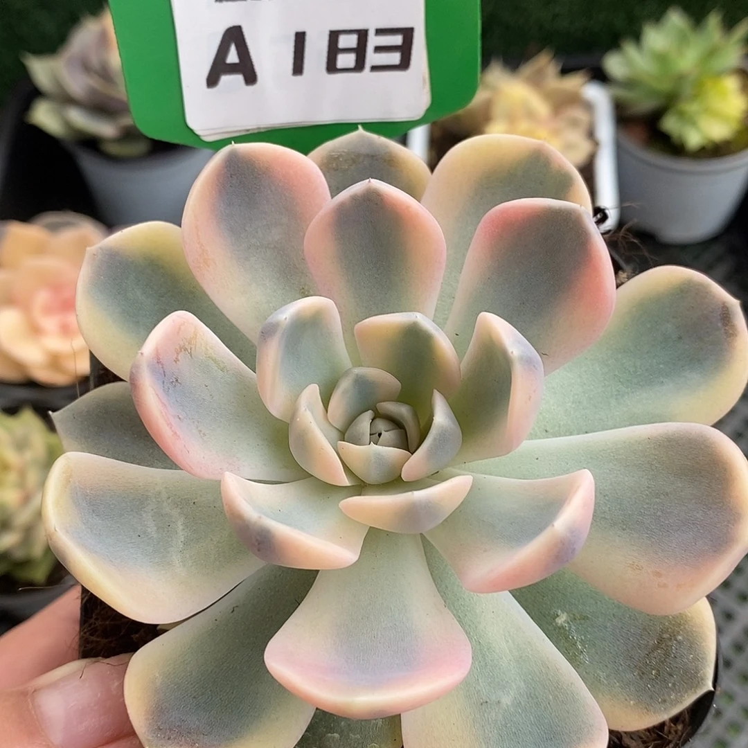 183汉堡哈哈哈哈哈