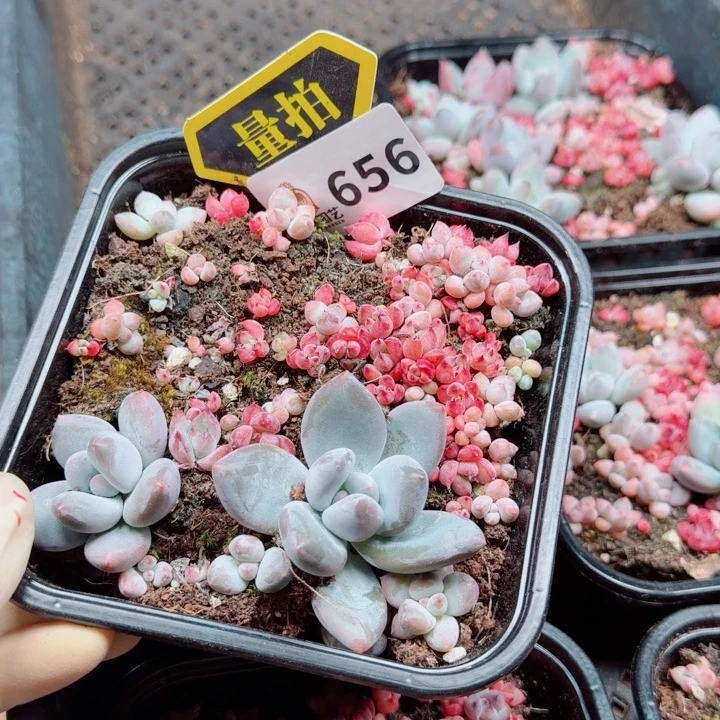 多肉植物多肉植物
