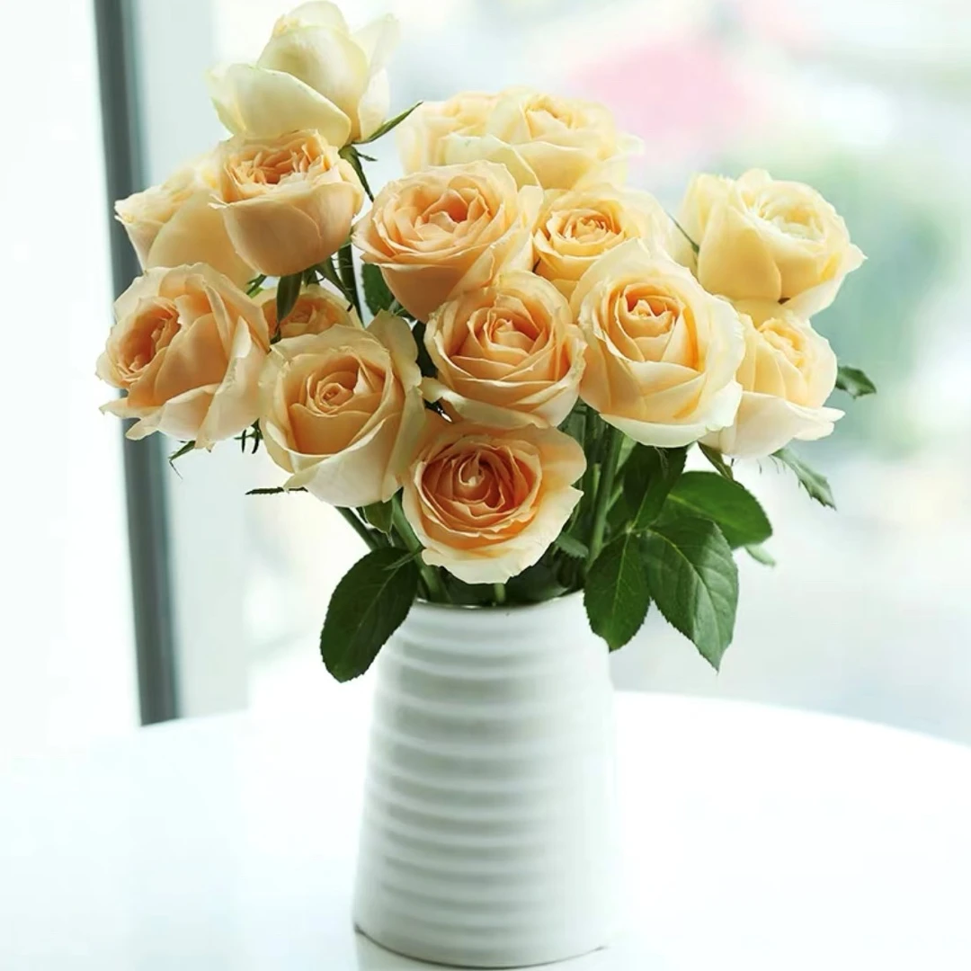 【千寒】香槟玫瑰次日达顺丰包邮