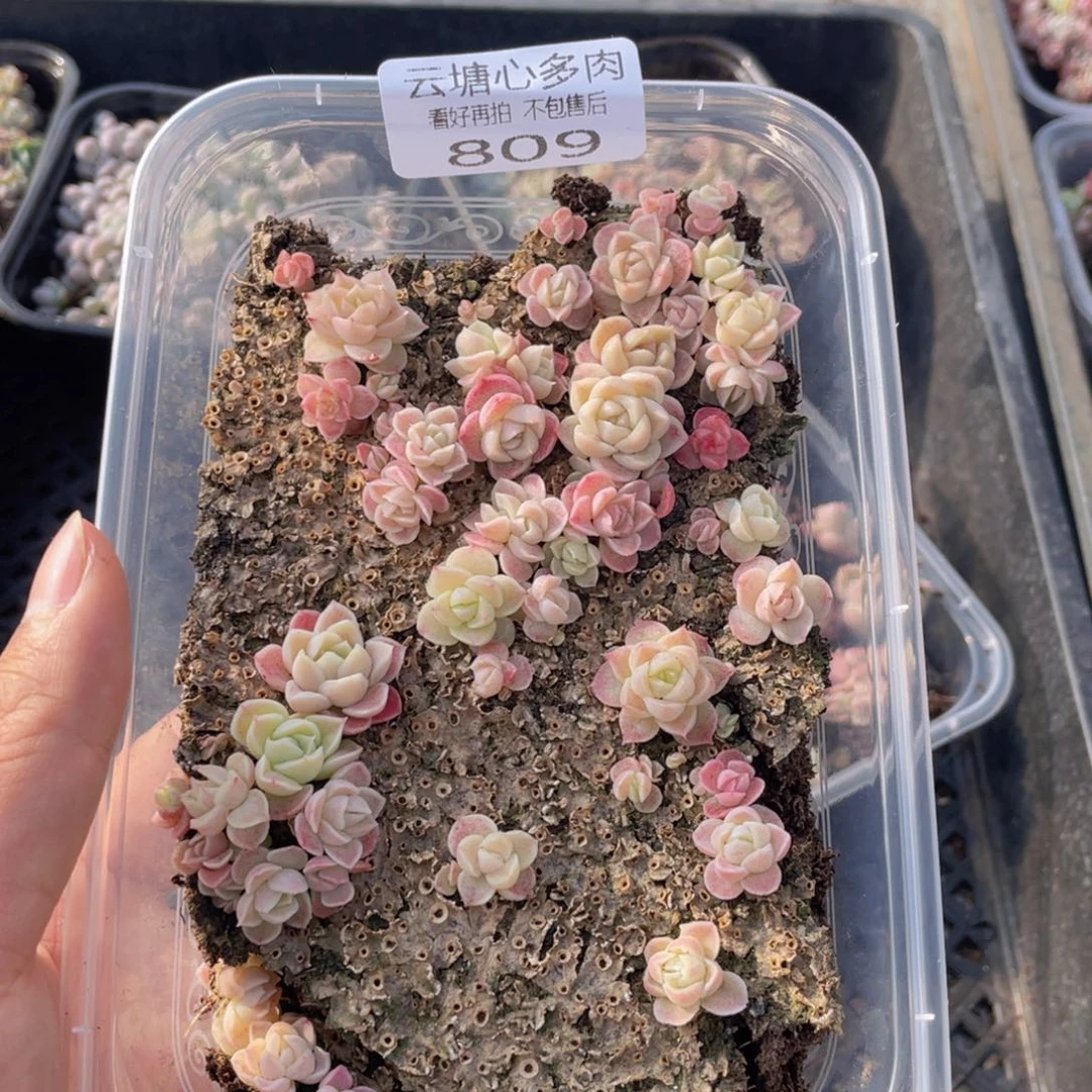 云糖心多肉植物809