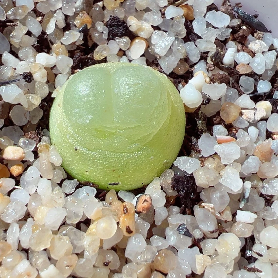 W****?0204-136多肉拉登