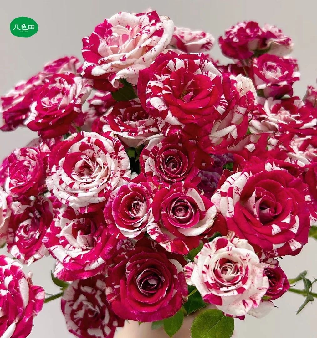 多头水瓶座----多头玫瑰云南直发鲜花云南花插花鲜花