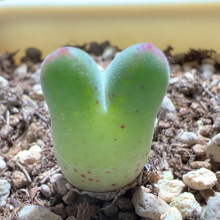 A800. 优选985烟熏猪蹄。 福利。