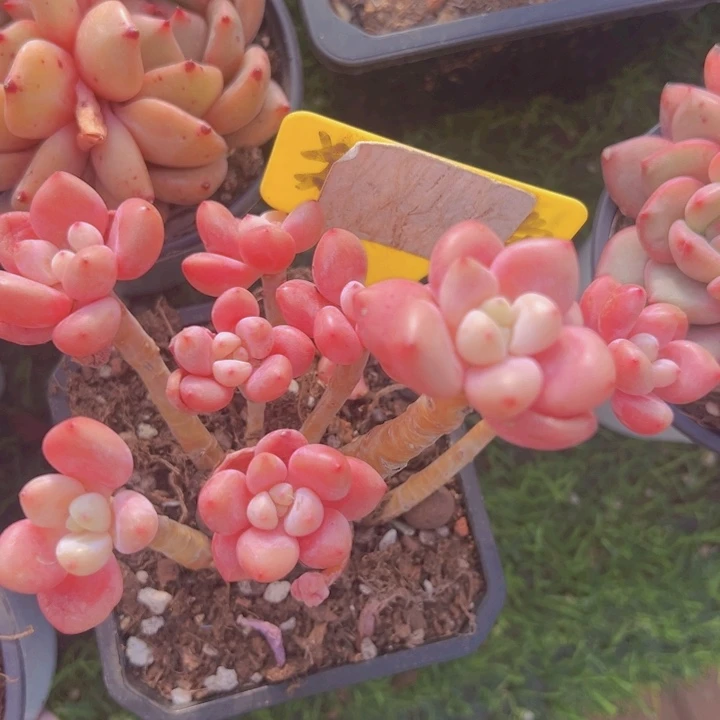 健健康康平平安安