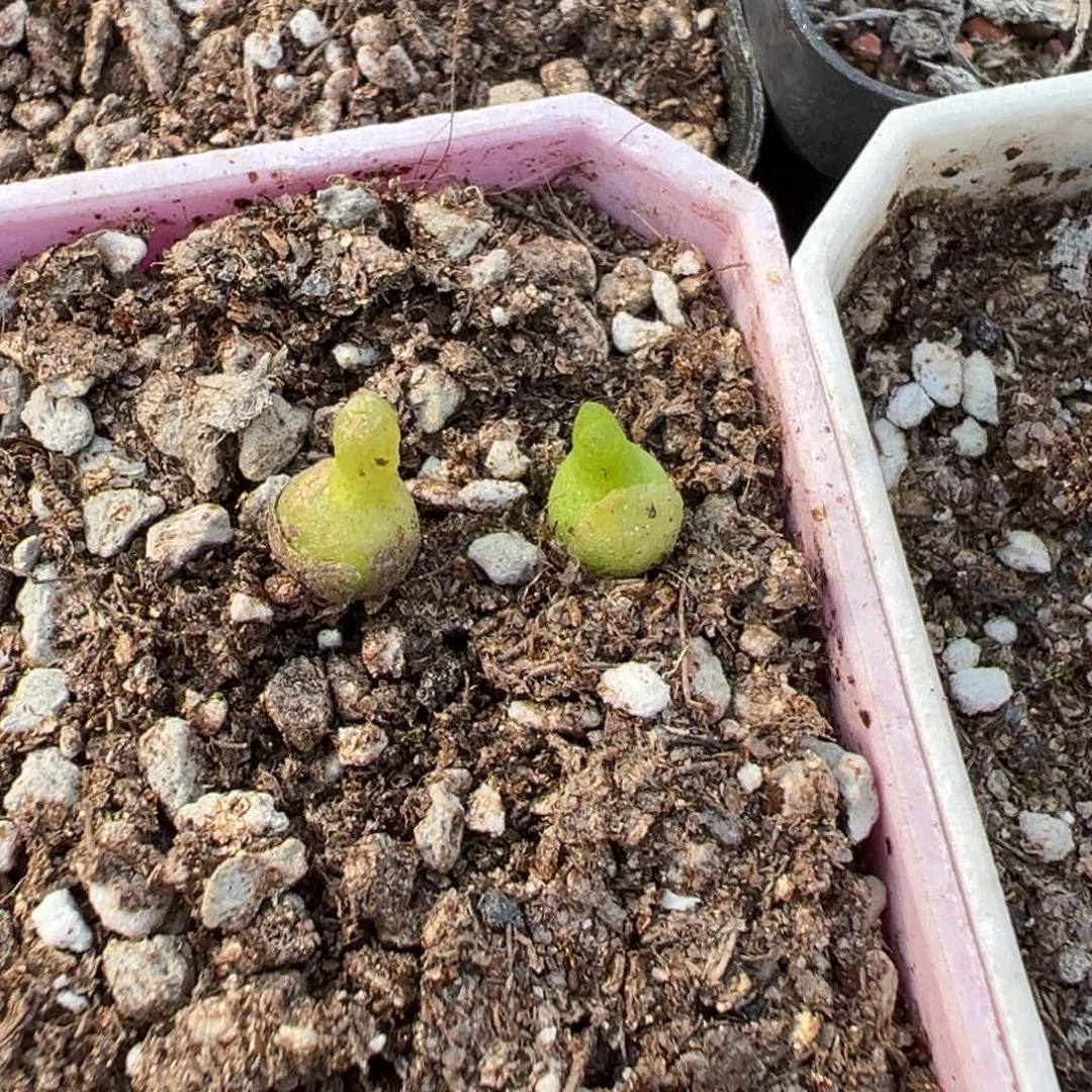 18-16量拍小葫芦肉锥一颗