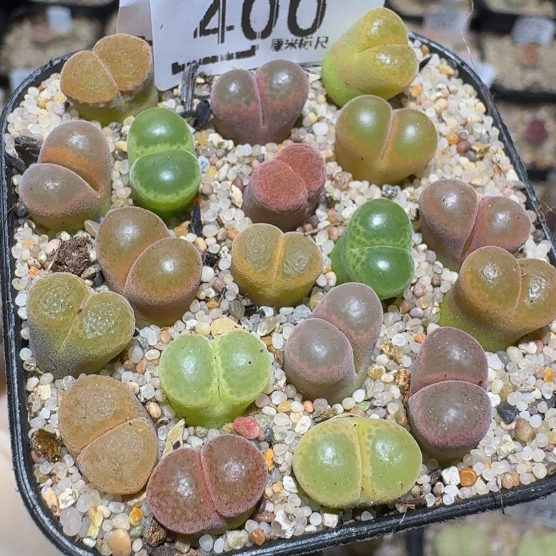 zzzz精品生石花400