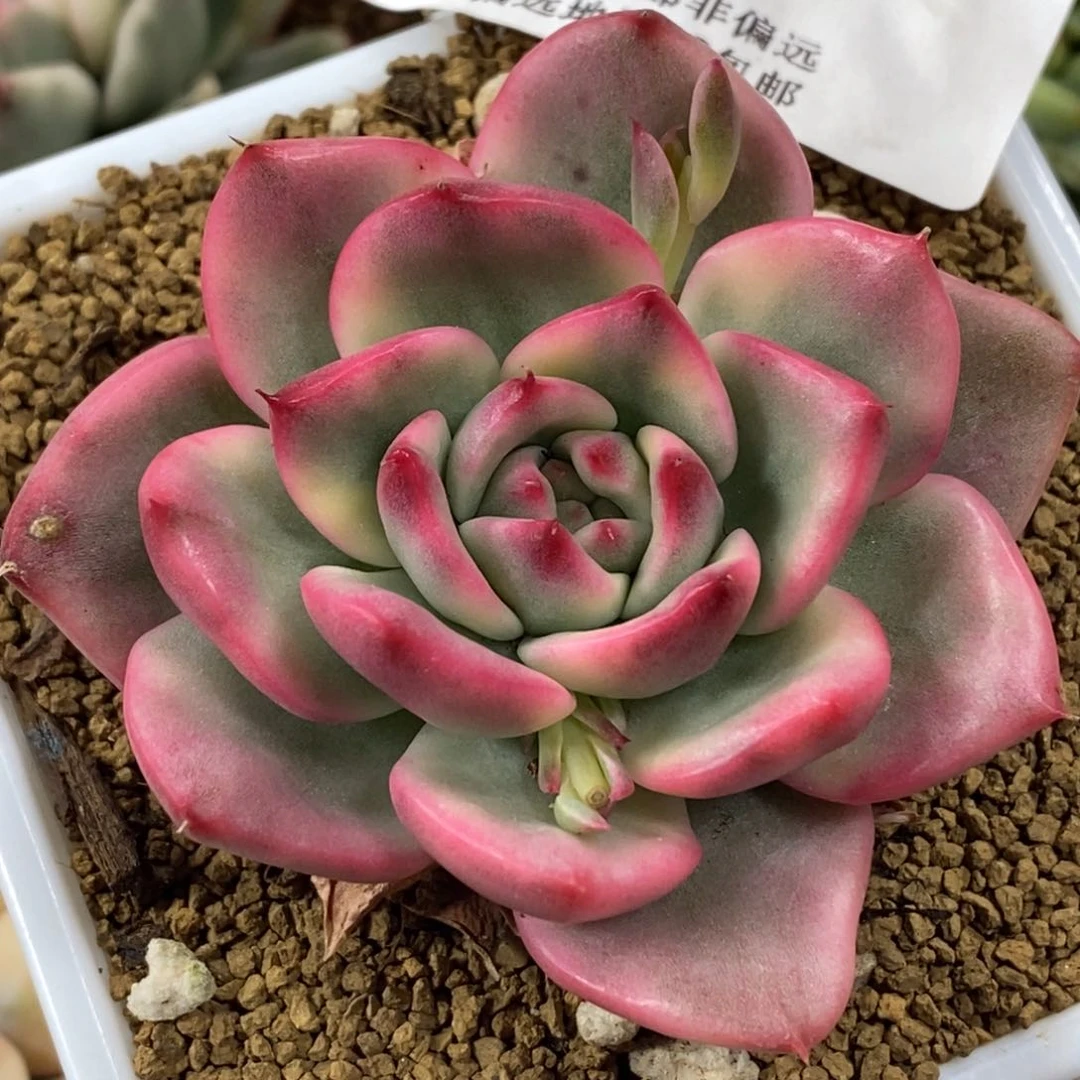 蔚蓝乌木锦 小方花圃一物一拍