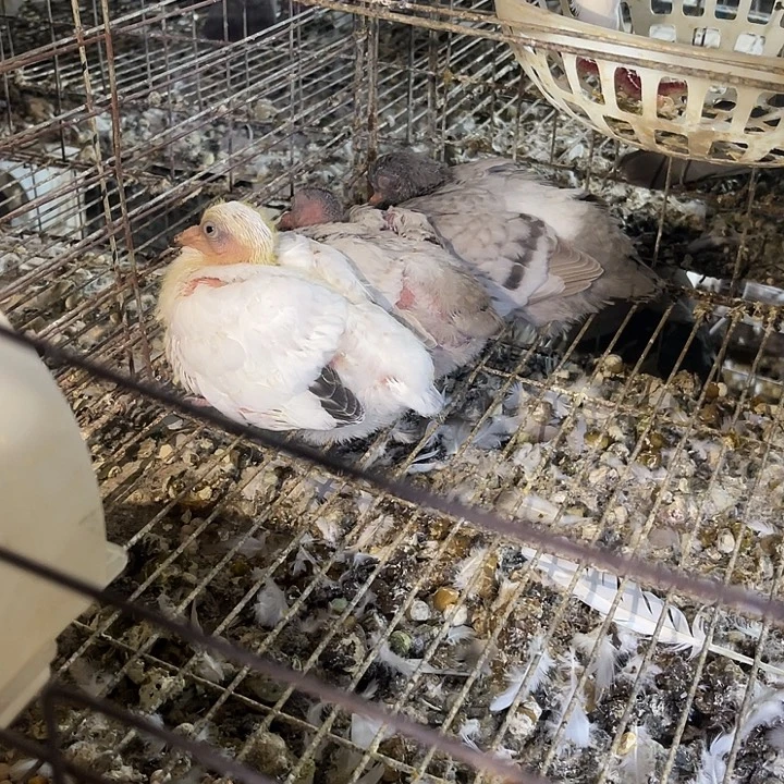 十只乳鸽不包活乳鸽中国大陆