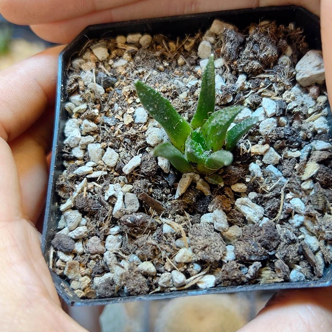 实生辛盾牡丹2.8公分