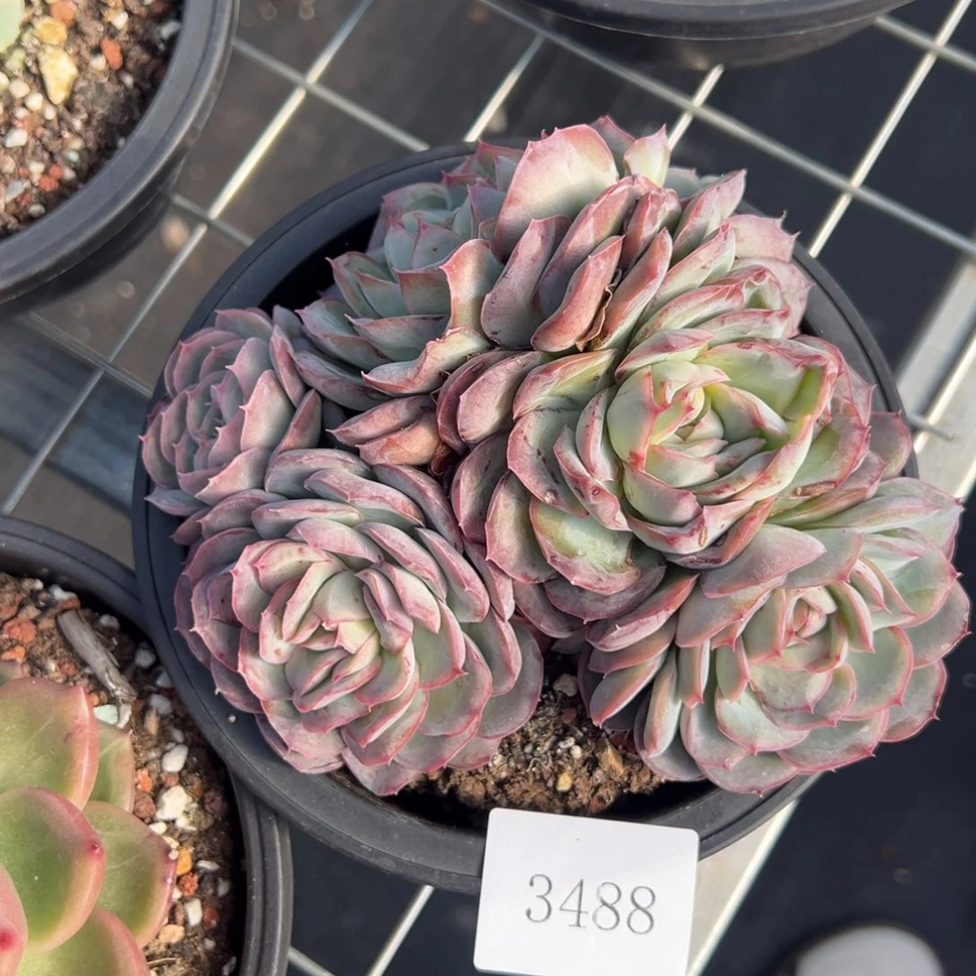 莲*蕊3488不包一肉肉肉肉肉