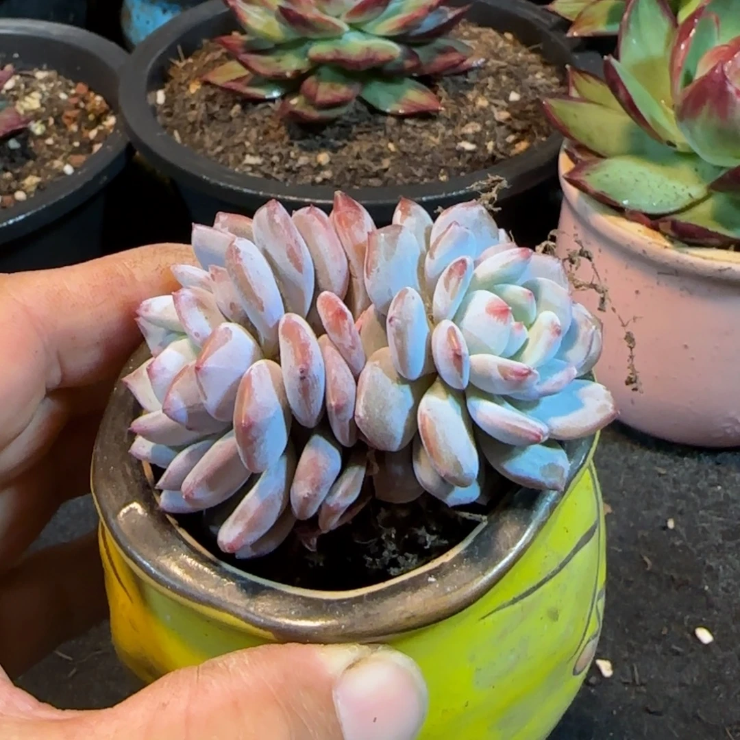 玉芙蓉惊鸿一物一拍包装收缩花旱