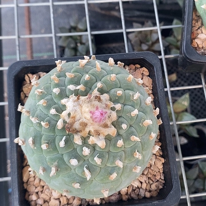 一物一拍，带盆发货