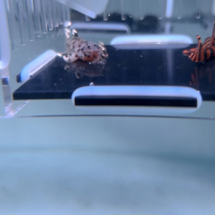 清道夫鱼27-004瑕疵老鼠斑和瑕疵红老虎各一条尺寸4