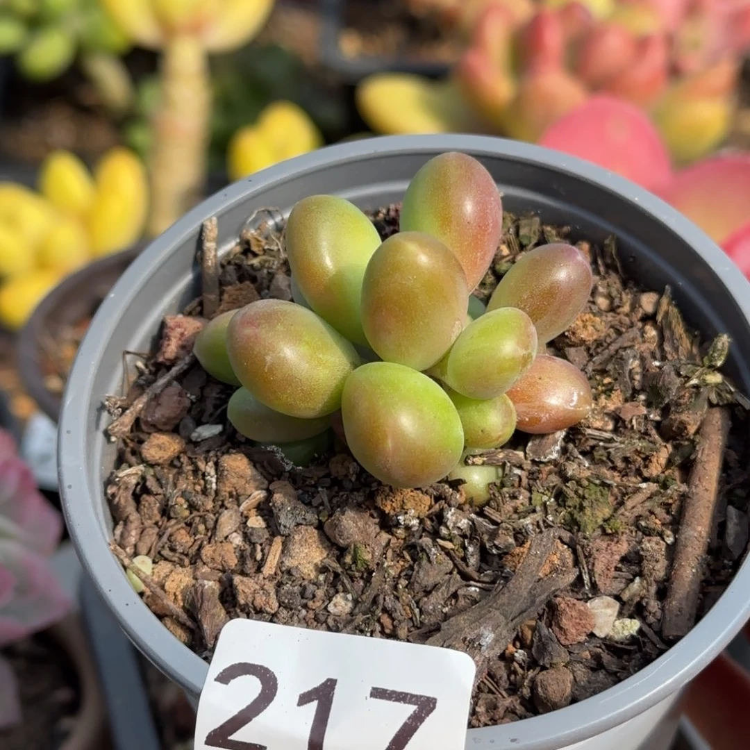 217号 一物一拍 一物一拍