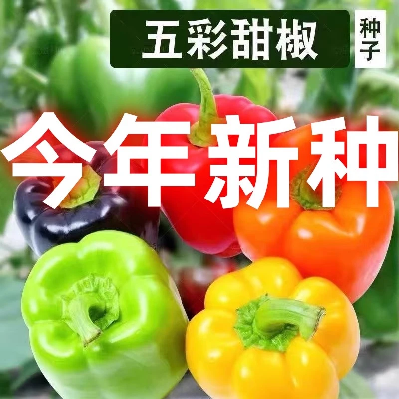 五彩甜椒种子红椒黄青椒高产四季盆栽辣椒五彩春夏秋季南方蔬菜种