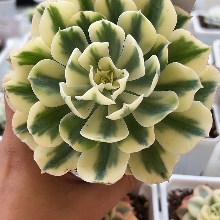 1044号海啸锦多肉植物