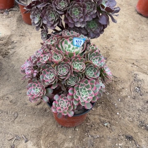 973多肉植物组合，