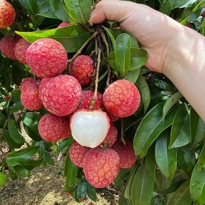 【顺丰京东冷链】广东正宗黑叶荔枝当季水果新鲜采摘整箱5斤