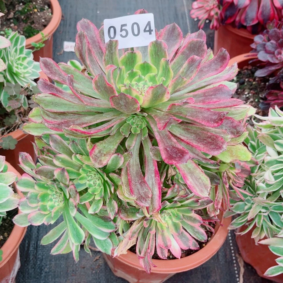 紫薇多肉发货发货