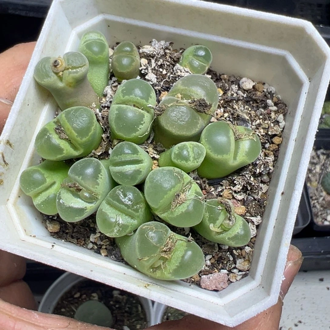 【闪购商品】 754。