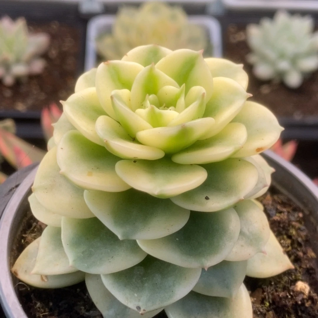 534蜡牡丹锦锦锦锦锦锦