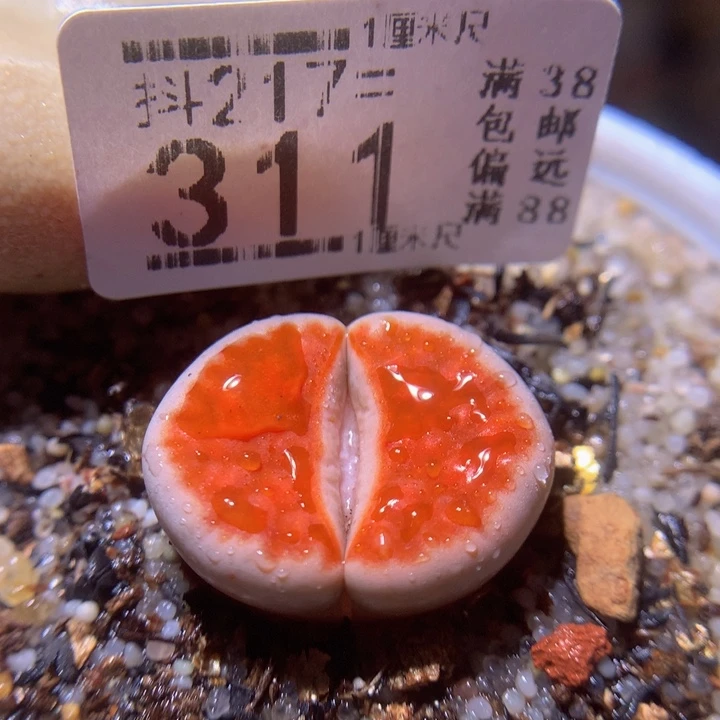 精品生石石217.311